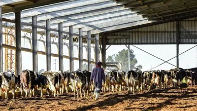 La lechería, integrada con los granos y con la carne, luce mejor la ropa