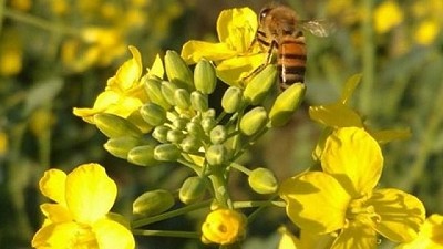Cargill lanza #SembráColza, una campaña para promover el cultivo de colza como biocombustible en la Argentina  