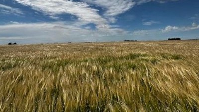 Un programa de manejo sustentable aumenta el rinde en 200 kilos por hectárea y reduce las emisiones en 30%