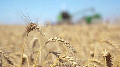 A todo Trigo 2024 ¿cómo ser competitivos si todavia discutimos el diferencial arancelario entre la soja y derivados?