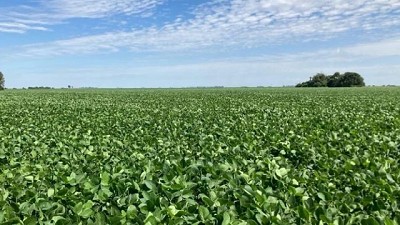 Mercado: ventana de oportunidad de venta en soja