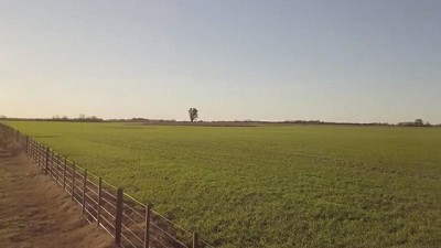 BlueN en trigo, la eficiencia del nitrógeno atmosférico para aspirar a altos rendimientos