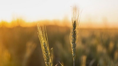 La campaña fina desde la perspectiva del trigo más sembrado