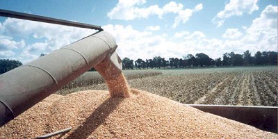 El Gobierno Nacional dio de baja el sistema de Volúmenes de Equilibrio para el trigo y maíz