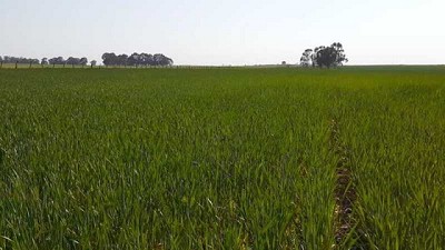 Córdoba. Por las lluvias de abril, aumenta la intención de siembra de trigo y garbanzo