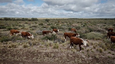 Pautas para el manejo de la ganadería en el Chaco Semiárido