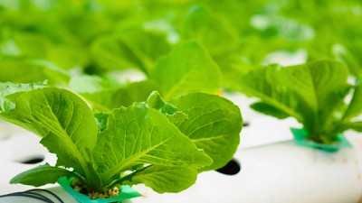 Prototipo hidropónico NFT