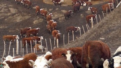 Yo soy como un socio minoritario de todos los ganaderos