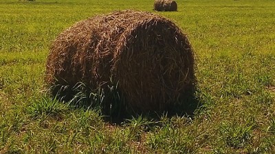 Heno: un recurso forrajero alternativo de calidad y fácil suministro