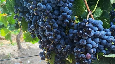 Vitivinicultura: Ensayos muestran ganancias de 1600 kilos de uvas por hectárea con fertilización foliar