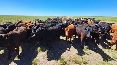 Estrategias para una producción ganadera sustentable