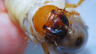 Gusanos blancos: cómo identificar y controlar a los perjudiciales