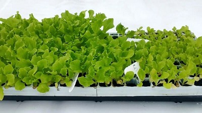 Diseñan sustratos inteligentes a partir de residuos de la agroindustria