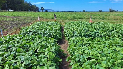 Fosfitos: qué son y cómo pueden convertirse en una solución para el manejo de malezas