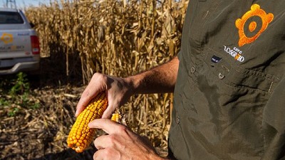 Grupo Los Grobo presenta un nuevo híbrido de Maíz de Marca Propia en el marco del Congreso MAIZAR 2024