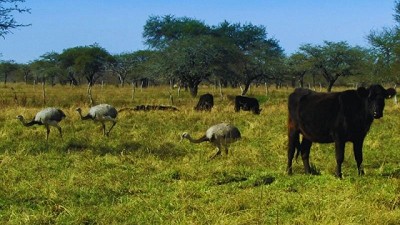 La biodiversidad es esencial para la sostenibilidad de los sistemas productivos