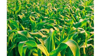 Illinois lanza en Maizar un híbrido con gran potencial de rinde y destacada estabilidad