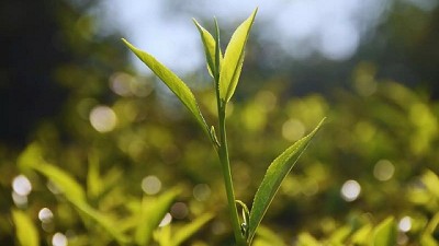 El INTA desarrolló dos variedades de Té gourmet