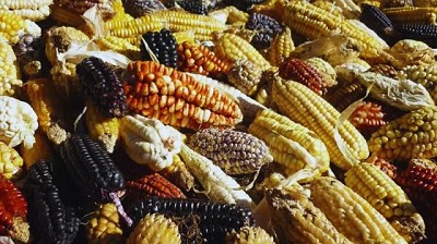 Buscan maximizar el rendimiento del maíz andino