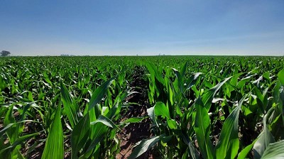 Descarbonizar la producción de Maíz es posible a través de la nutrición