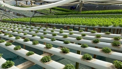 Este jueves comienza el primer Congreso de Hidroponia del país