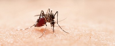 Dengue en invierno, no bajemos la guardia