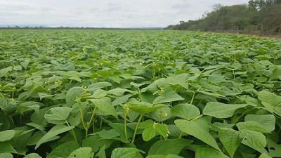 La Tradicional Jornada de legumbres ya está en marcha
