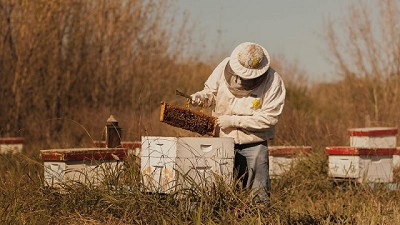 Potenciar la cadena apícola en el norte argentino