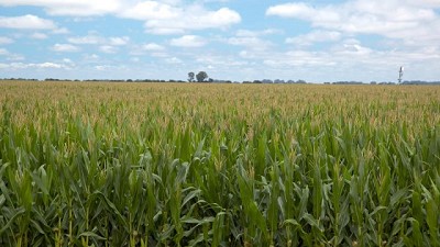 Argentina obtiene habilitación de China para todos sus eventos biotecnológicos de maíz