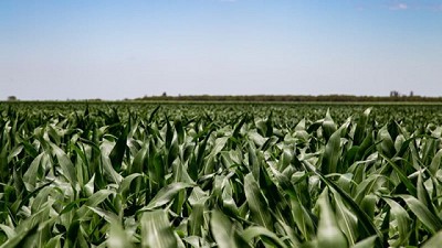 Crece la fertilización en maíz, pero la brecha es aún importante