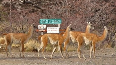 Carne de guanaco en Chubut: un límite sinuoso que entrecruza el marco legal, las necesidades del consumo y una circulación social elástica