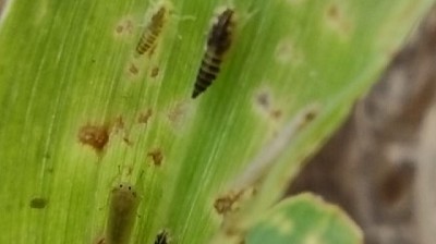 Spiroplasma: presentan una red para monitorear la chicharrita del maíz