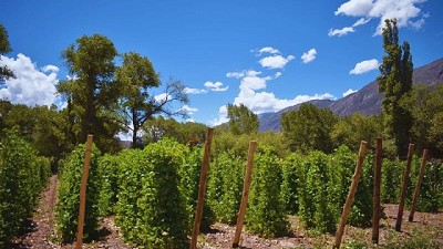 Evalúan el potencial gastronómico de los porotos andinos