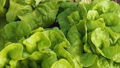 Con energía solar, controlan un hongo que afecta a las hortalizas