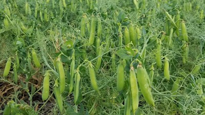 Arvejas: una alternativa rentable en la rotación de cultivos