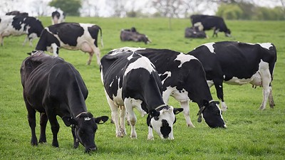 ¿Qué piensan los argentinos sobre el consumo de lácteos?