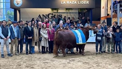 Toro con genética uruguaya es bi Gran Campeón Angus en Argentina