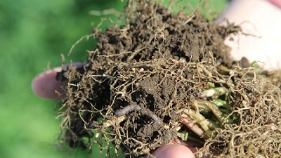 Los mapas de brechas de Carbono en Argentina ya están disponibles online