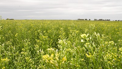 Puentes verdes* con camelina: la oportunidad de los biofuels en la agricultura argentina