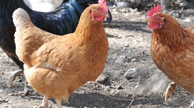 La Argentina retoma el comercio de productos de origen aviar a Chile