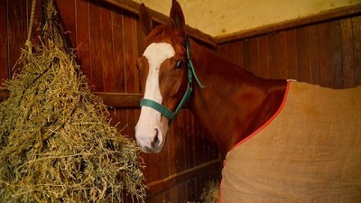 Argentina retoma las exportaciones de equinos a Chile