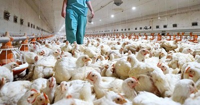 La Argentina retoma el comercio de productos de origen aviar con destino a Chile