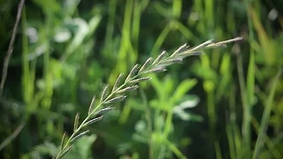 Carne para hoy, degradación para mañana