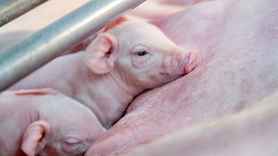 Carne de cerdo: cinco razones para aumentar su consumo