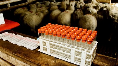 La vigilancia epidemiológica fortalece el estatus sanitario y la exportación