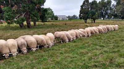 Impulsan la cría intensiva de Ovinos como oportunidad productiva