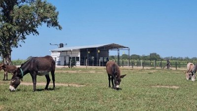 Leche de burra: una producción nutricional alternativa es pionera en Córdoba