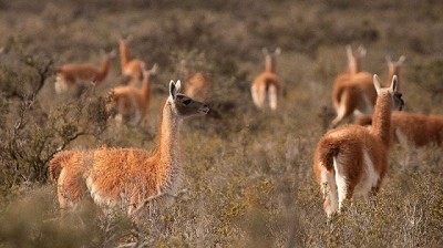Realizaron una esquila de guanacos en silvestría para promover la coexistencia con la producción ovina 