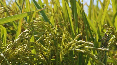 Presentan una nueva variedad de arroz de alta calidad culinaria