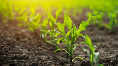 Registran producto para el manejo de la chicharrita de maíz 